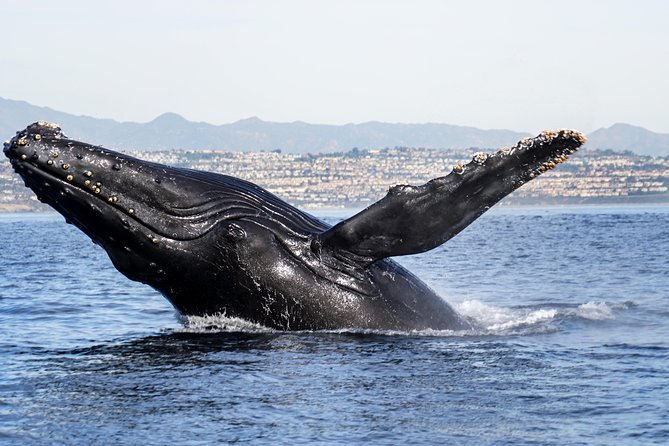Private 2hr Supreme Whale/Dolphin Watching Tour, Newport Beach CA - Tips for Your Tour