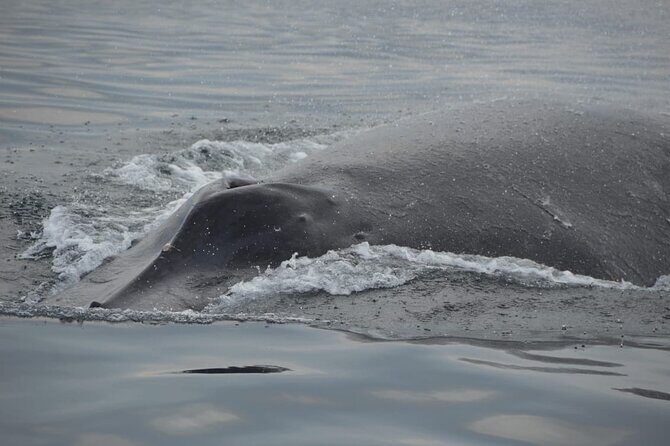 Private 3-hour Whale Watching Activity in Mazatlan - How the Tour Fits into Your Mazatlan Trip