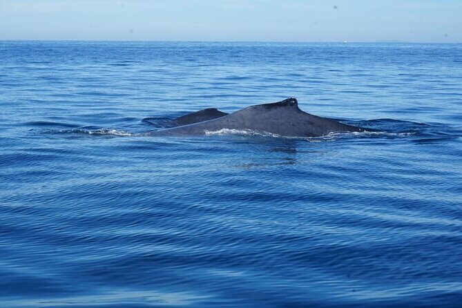 Private 3-hour Whale Watching Activity in Mazatlan - Who Should Consider This Tour?