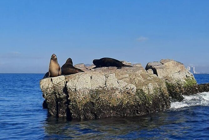 Private 3-hour Whale Watching Activity in Mazatlan - FAQ