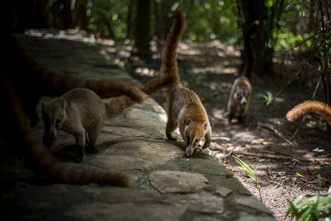 Private 3 in 1 Discovery Combo Tours Tulum Ruins, Snorkeling & Cenotes Adventure - Snorkeling Adventure