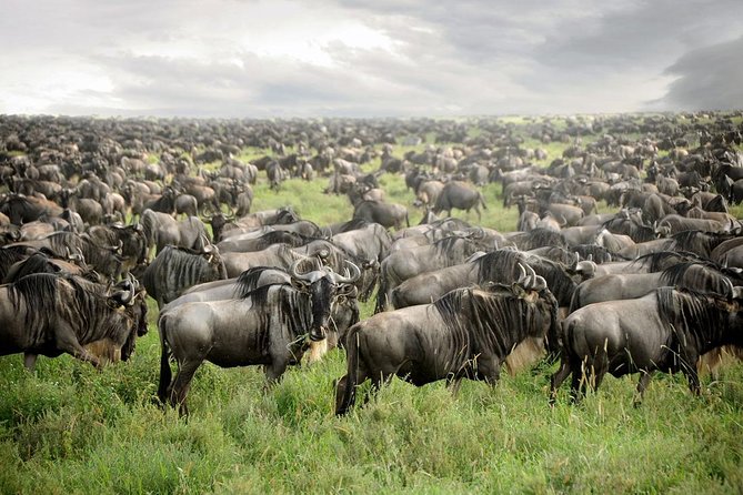 Private 4-Days Northern Circuit National Parks in Tanzania - Good To Know
