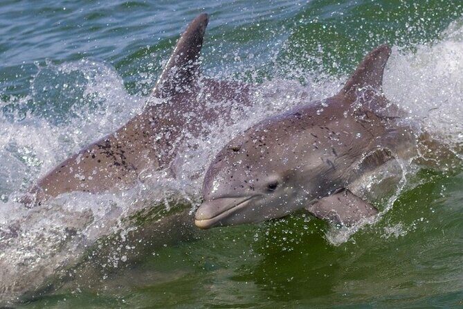 Private 4 Hours Islamorada Sandbar Charter - Whats Included and What You Should Bring  