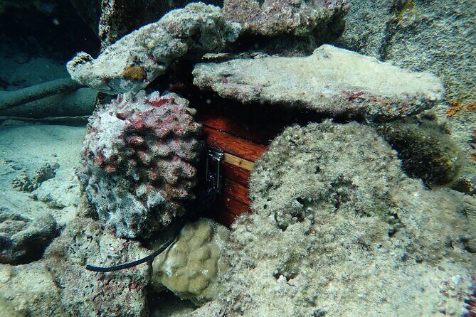 Private 4 Hours Reef Discovery Luxury Private Treasure Hunt in Bora Bora - What Could Be Better?