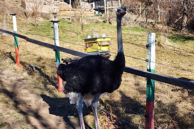 Private 4x4 Experience in the Rhodopes with Ostrich Farm Visit - Key Points