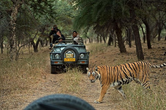 Private 5-Day Ranthambhore Tiger Tour From Delhi Including the Taj Mahal, Agra and Jaipur - Discovering Ranthambhore National Park