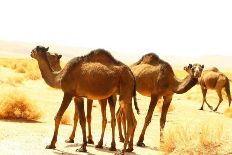 Private 5-Days From to Marrakech to Erg Chegaga Desert - Good To Know