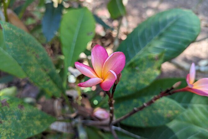 Private 5-Hour Sightseeing Tour in Tropical Gardens - The Sum Up: Who Will Love This Tour?