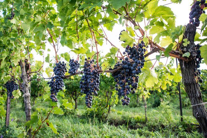 Private 5 Hour Wine Tour in Niagara-on-the-Lake - Konzelmann Estate Winery: From Germany to Niagara