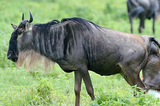 Private 6-Day Great Migration Ndutu Serengeti Safari Tour - Pricing and Group Size