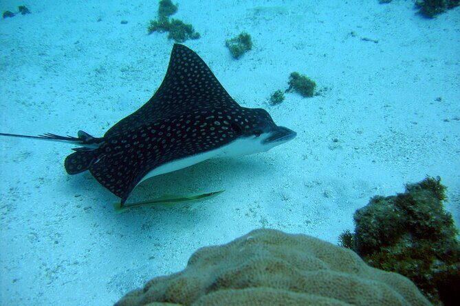 Private 6 Days All Included Tour from Sto Domingo to Punta Cana - FAQ