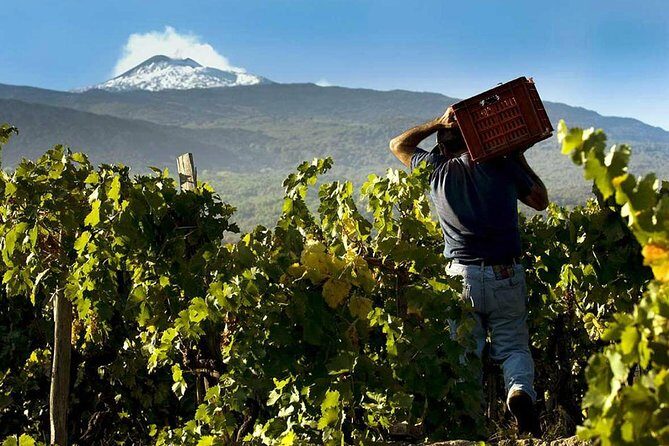 Private 6-Hour Tour of Three Etna Wineries with food&wine tasting - The Detailed Breakdown of the Itinerary