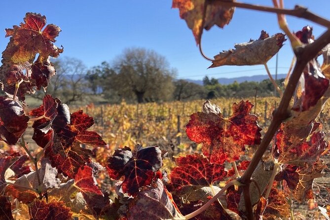 Private 6 Hour Wine Tour of Santa Barbara County - Included Amenities