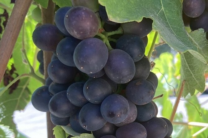 Private 6 Hour Wine Tour of Santa Barbara County - Sum Up