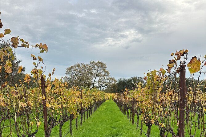 Private 6hr Wine Tour with Priority Wine Pass 2-for-1 Tastings - Detailed Breakdown of the Experience