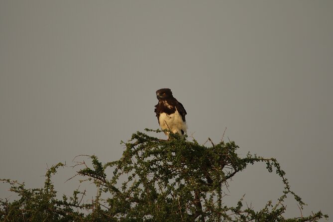 Private 7-Day Tanzania Camping Safari - Accommodation and Meals