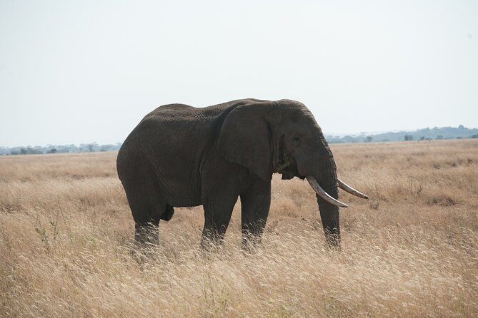 Private 7-Day Tanzania Camping Safari - Guide Expertise