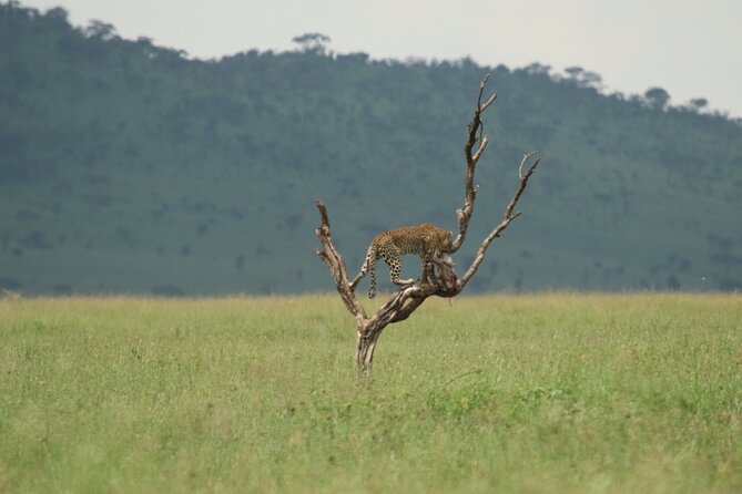 Private 7-Day Tanzania Camping Safari - Photography Opportunities