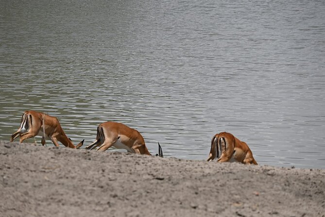 Private 7-Day Tanzania Camping Safari - Booking and Cancellation