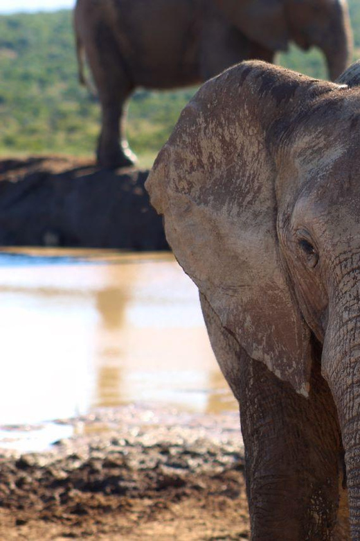 Private Addo Elephant National Park Full Day Guided Tour - Good To Know