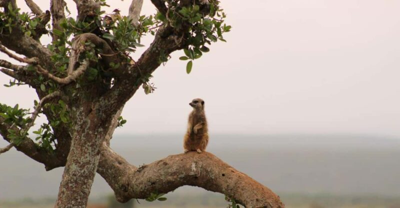 Private Addo Elephant National Park Full Day Guided Tour - Transportation and Pickup Details