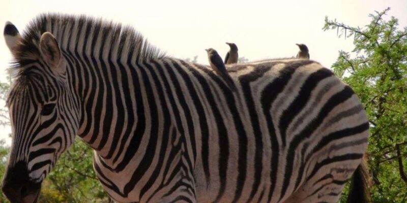 Private Addo Elephant National Park Full Day Guided Tour - Itinerary Highlights