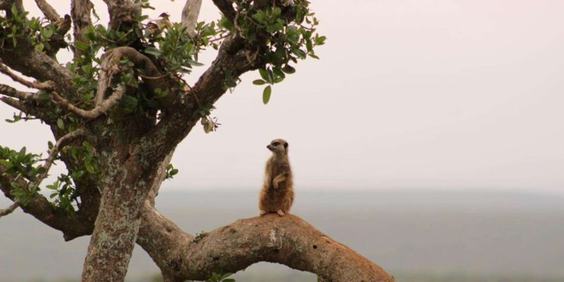 Private Addo Elephant National Park Full Day Guided Tour - Inclusions and Recommendations