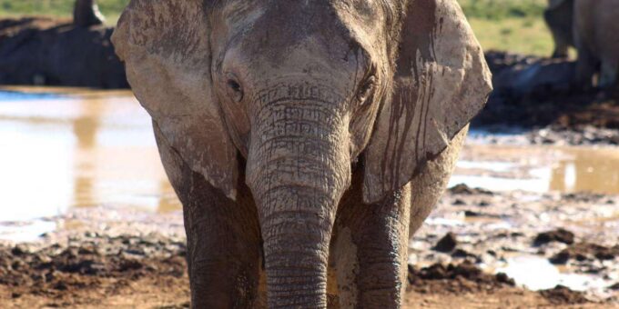 Private Addo Elephant National Park Full Day Guided Tour - Addo Elephant National Park