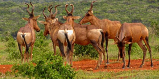 Private Addo Elephant National Park Full Day Guided Tour - Frequently Asked Questions