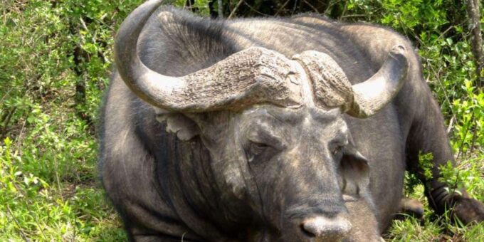 Private Addo Elephant National Park Full Day Guided Tour - The Sum Up