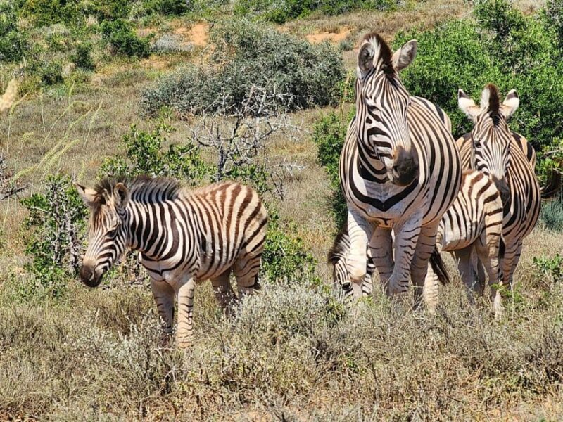 Private Addo Elephant National Park Half Day Tour - Discover the Private Addo Elephant National Park Half Day Tour