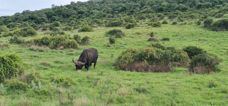 Private Addo Elephant National Park Half Day Tour - Why This Tour Offers Great Value