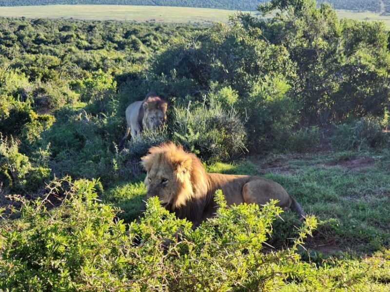 Private Addo Elephant National Park Half Day Tour - The Sum Up: Is This Tour for You?