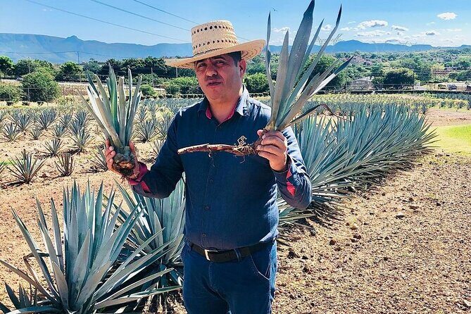 Private Adventure to Casa Sauza Distillery and Visit to Tequila - Who Will Love This Tour?