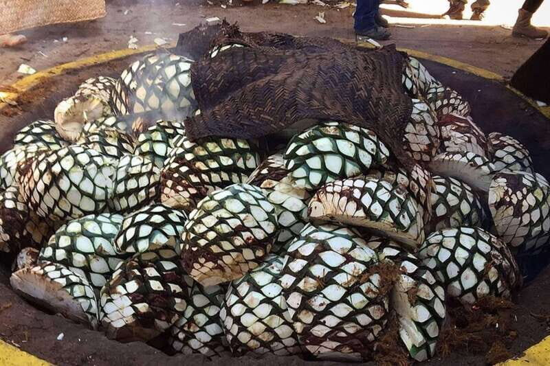 Private Adventure to Tequila and el Cascahuin Distillery - Key Points