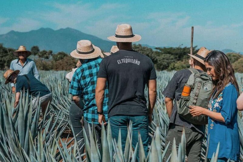 Private Adventure to Tequila and Tequila El Tequileño - Value and Practicalities