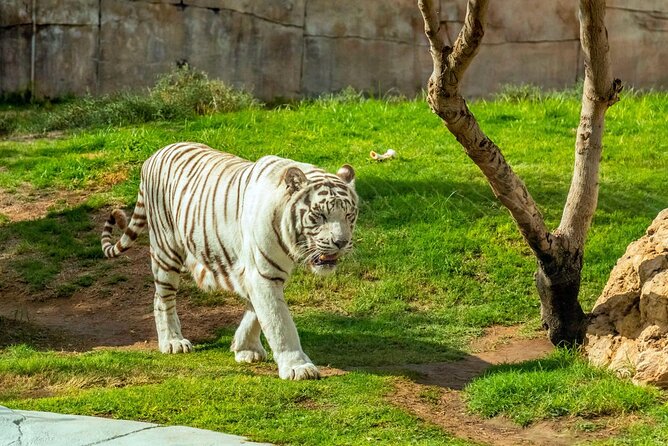 Private Al Ain Tour by 4x4 Vehicle With Zoo Tickets - Booking Information
