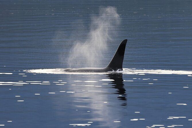 Private Alaska Native Wildlife & Scenic Experience.. - Key Points