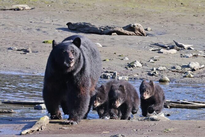 Private Alaska Native Wildlife & Scenic Experience.. - An In-Depth Look at the Experience