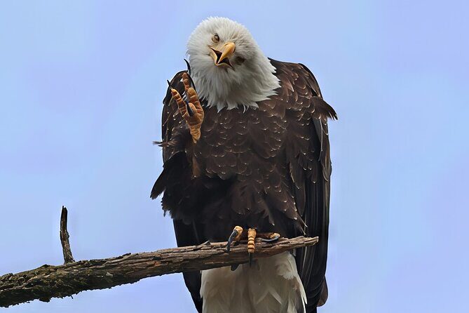 Private Alaska Native Wildlife & Scenic Experience.. - The Sum Up