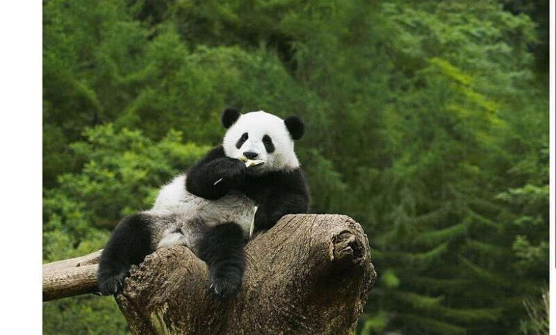 Private All-Inclusive Half-Day Tour to Chengdu Panda Base - Key Points