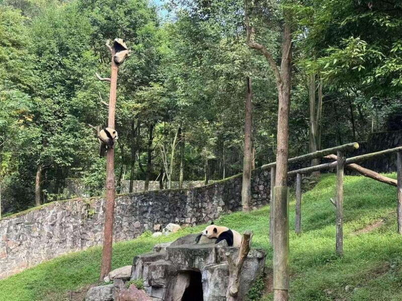 Private All-Inclusive Half-Day Tour to Chengdu Panda Base - The Sum Up