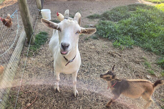 Private Amish Country Tour - FAQ