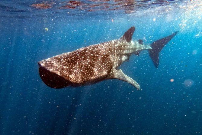 Private and Shared Whale Shark Tour from Tulum - The Reality of Reviews and Real Experiences