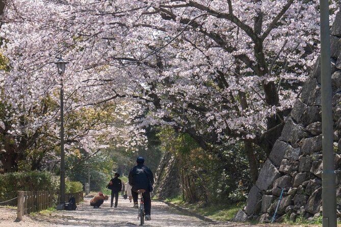 Private and Unique Fukuoka Cherry Blossom Sakura Experience - Meeting Point and Subway Access