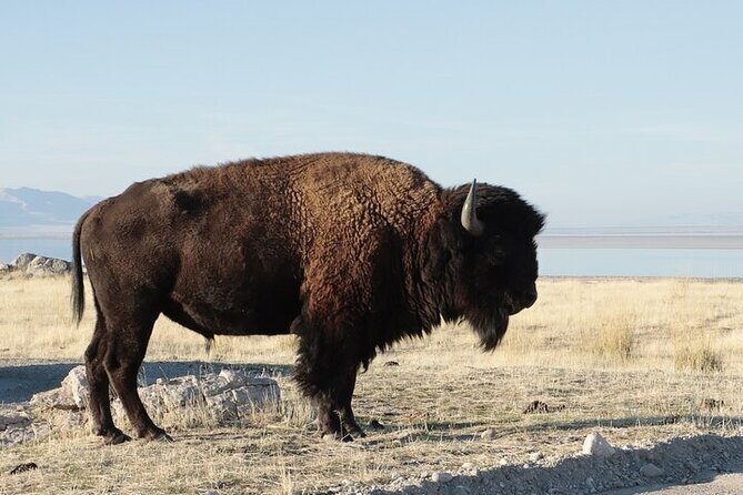 Private Antelope Island State Park Tour - Key Points