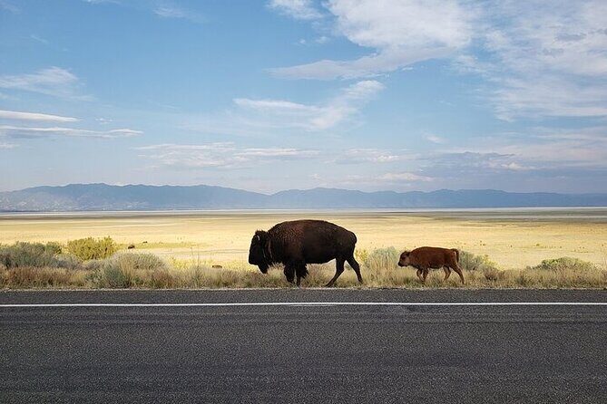 Private Antelope Island State Park Tour - The Value of a Private Tour