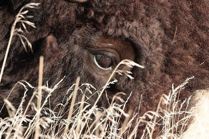 Private Antelope Island State Park Tour - Final Thoughts: Who Will Love This Tour?