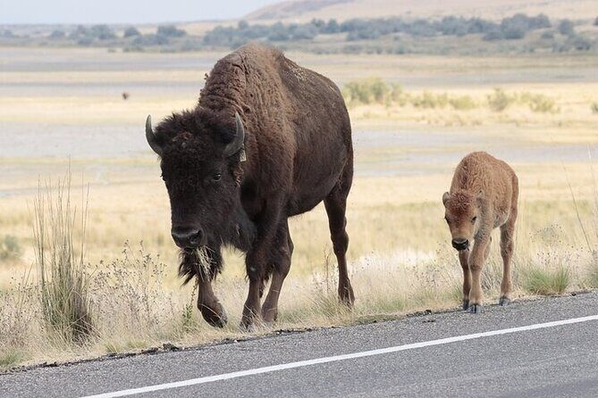Private Antelope Island State Park Tour - Frequently Asked Questions