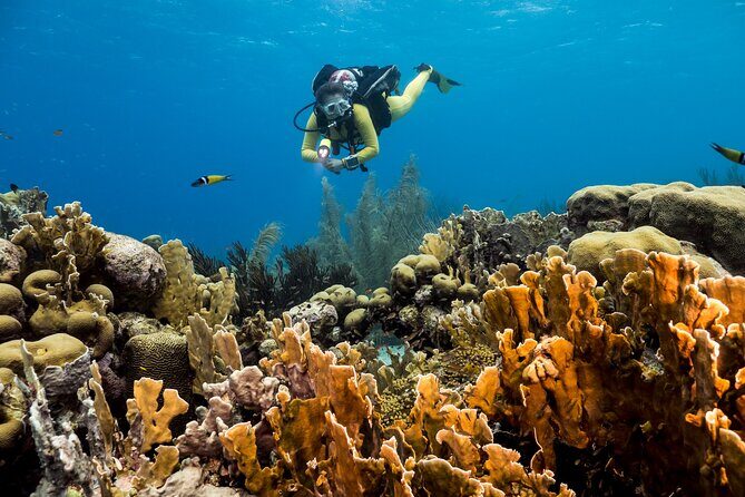 Private Aquafari Tour in Curaçao from Willemstad - What to Expect from the Itinerary